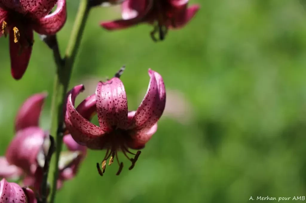 media-librarybe5ctqb9adi64Tw2wWp