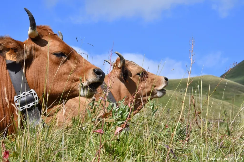 media-library26thtdqlamcjdNAYGen
