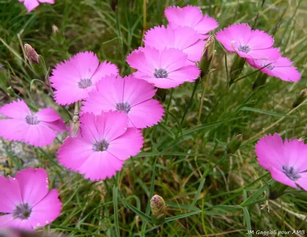 media-library75m9gd2h2fmn1dajh2p