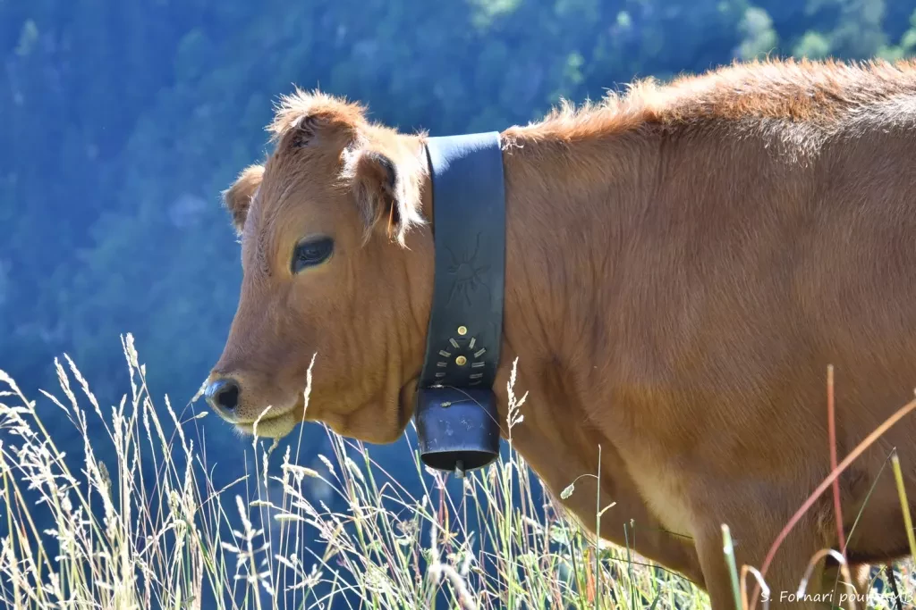 media-libraryduv7pjuiq4p807QIPdn