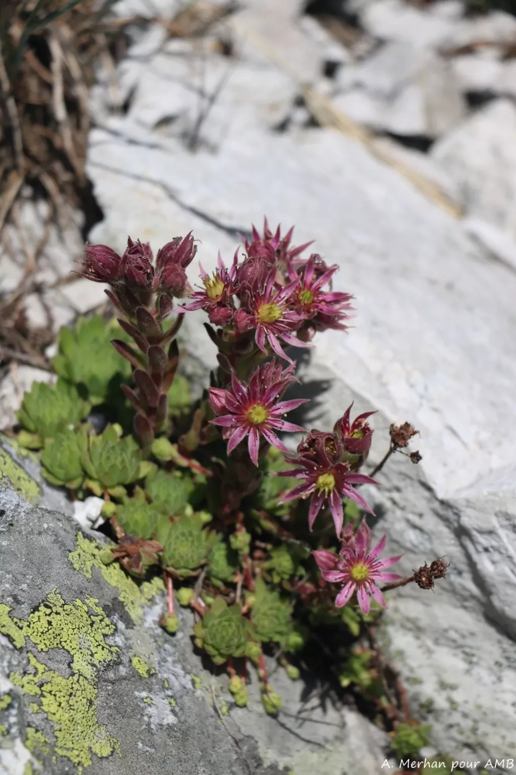 media-libraryle9ucok81udv6zTY81m