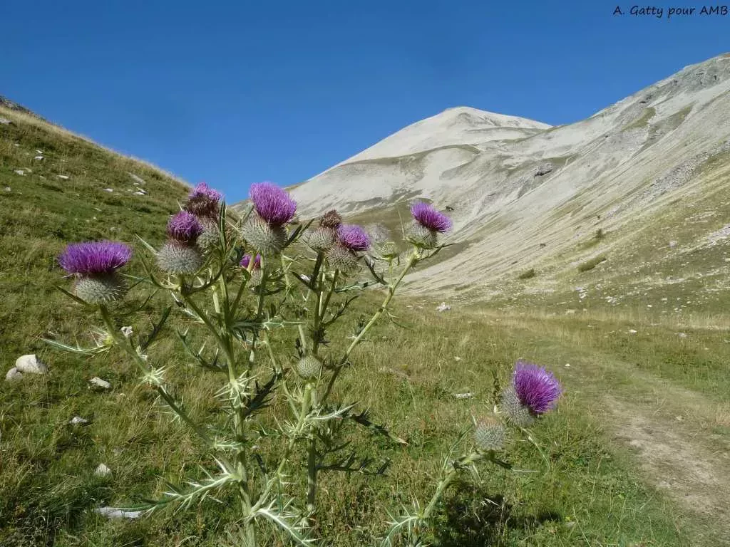 media-librarybvt2kesrj96b161cPBo