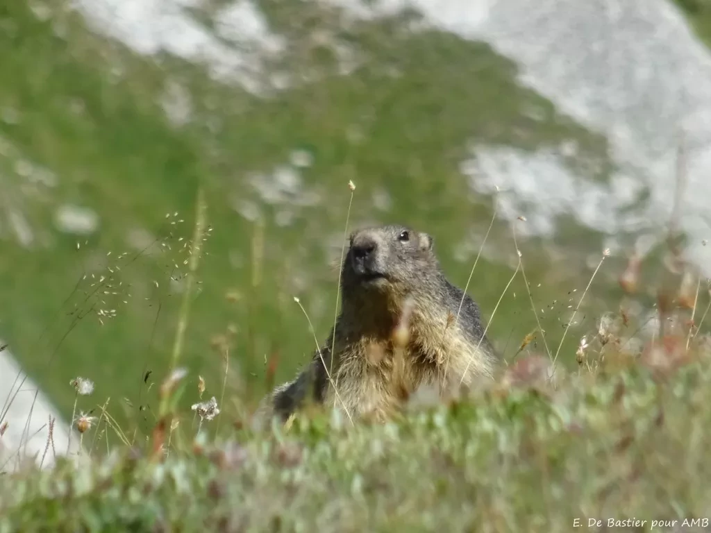 media-librarylt605rqh3ld55H5XJtp