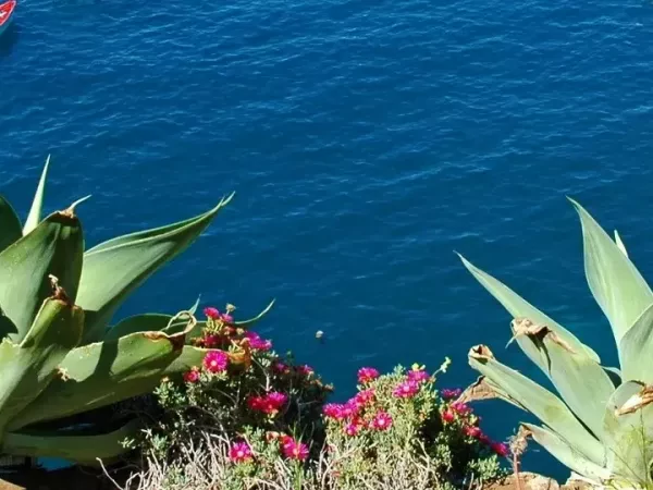 MADEIRA BY CAR: self-guided