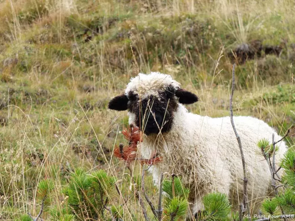 media-libraryqfj74n2lrk5oaYaegpm