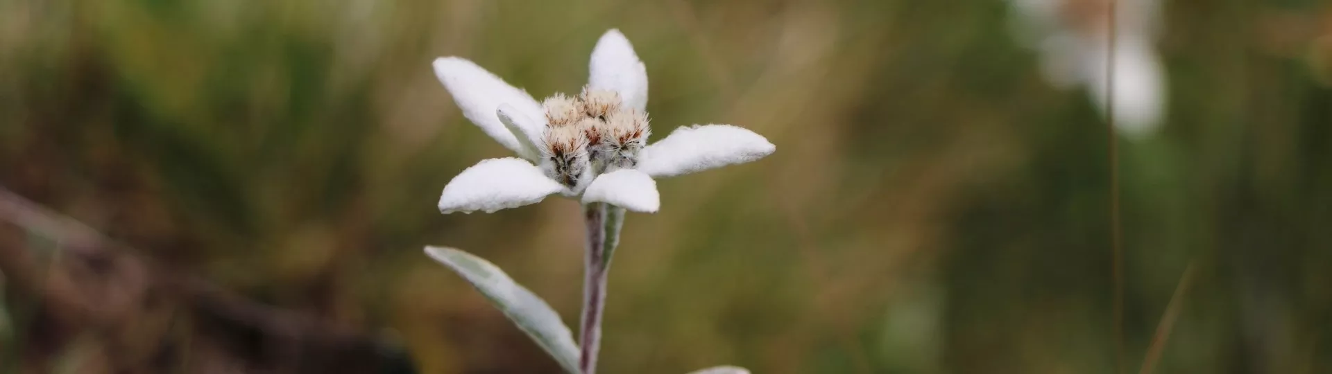 AUSTRIAN TYROL self-guided