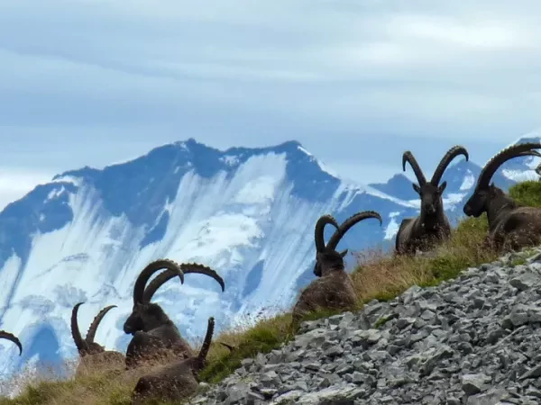SECRET VALLEYS OF THE ARAVIS MASSIF