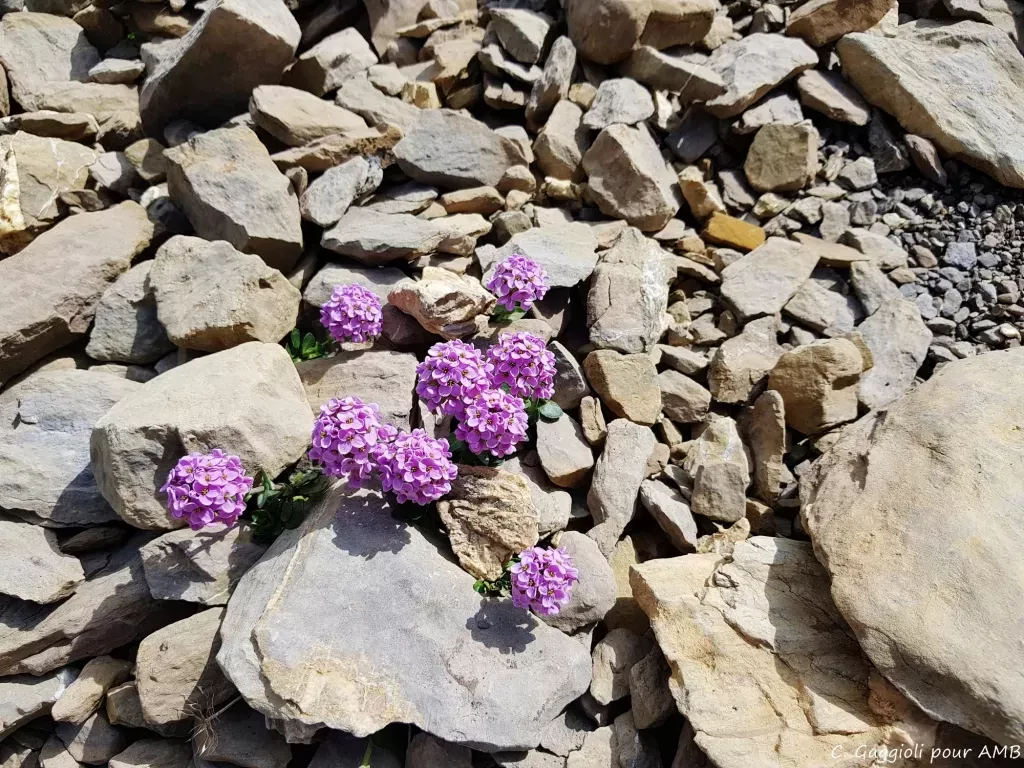 media-librarykrj9a1qs5lps3NPO4dn