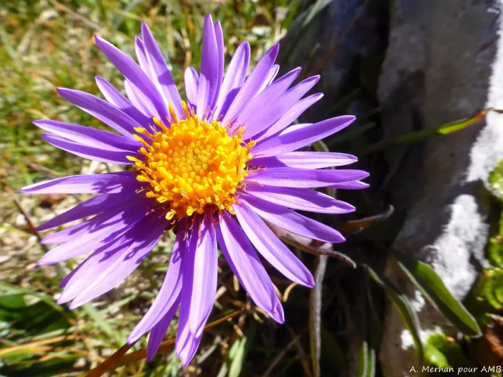 media-library2ctn8ku3b2p204pp18l