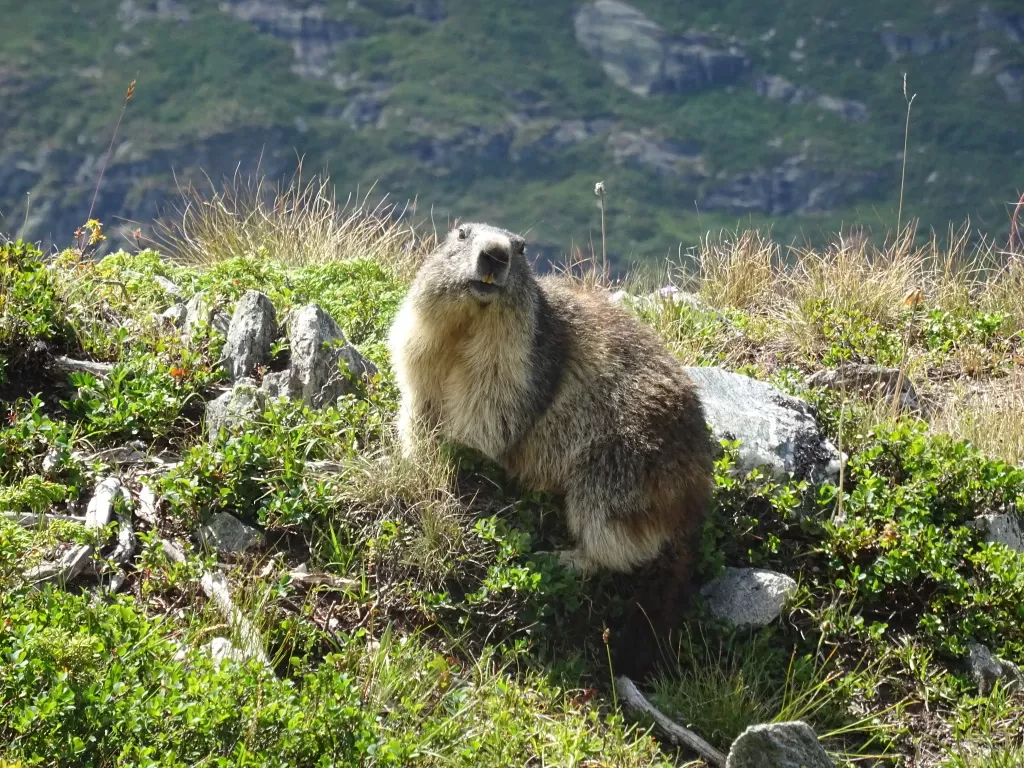 media-libraryrk6ap69k0ejcf1JsqTl