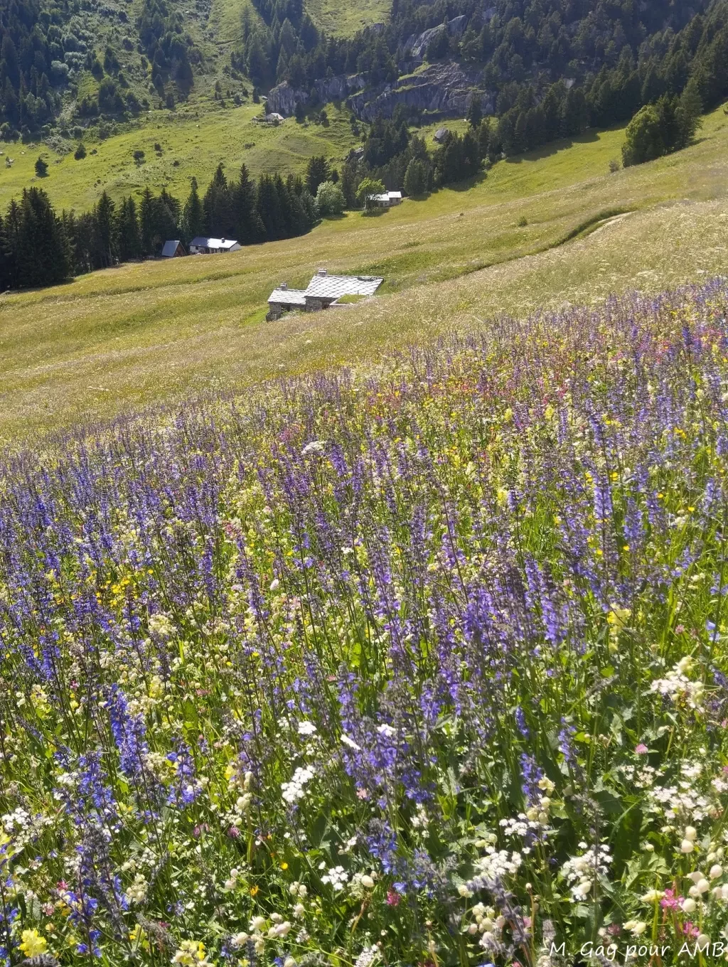 media-library2goudauc572kbR7LQ8l