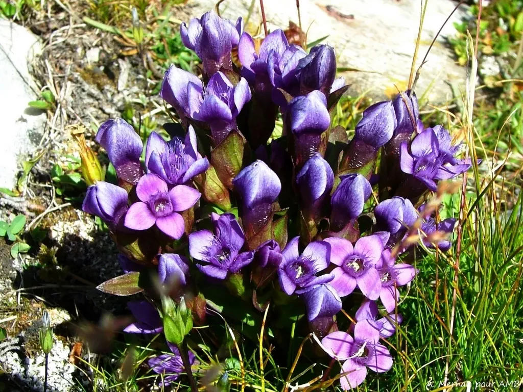 media-libraryfgad5f6ilhlg4NJaDSn