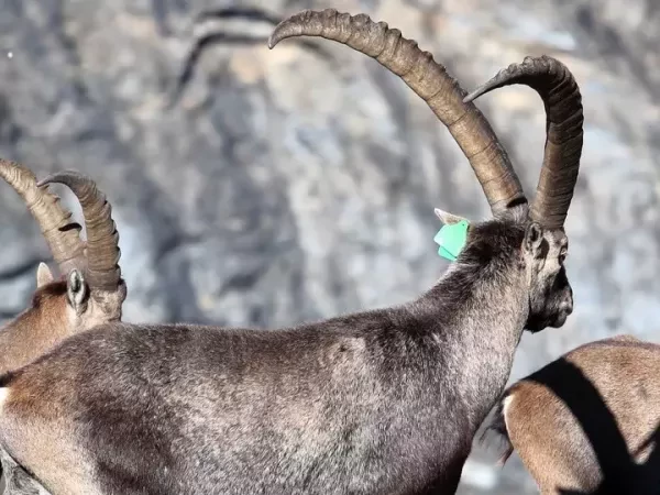 PANORAMA OF GRAN PARADISO self-guided