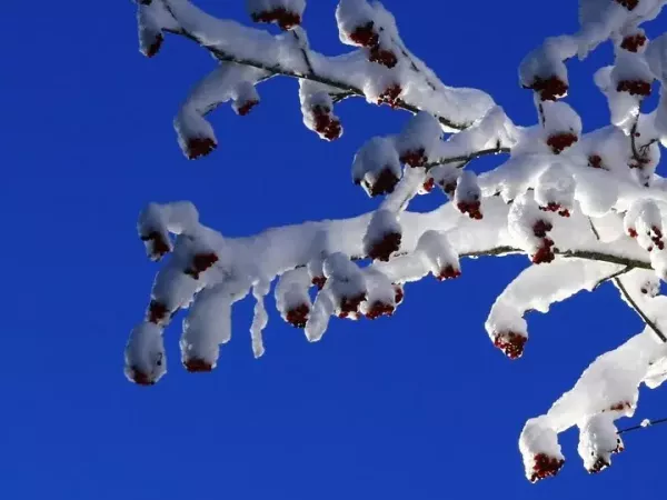 LE QUEYRAS SAUVAGE EN RAQUETTES