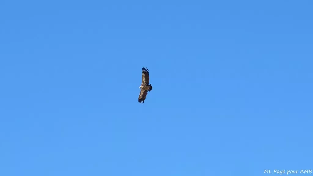 media-libraryvo7k00o332pebfXCpkm