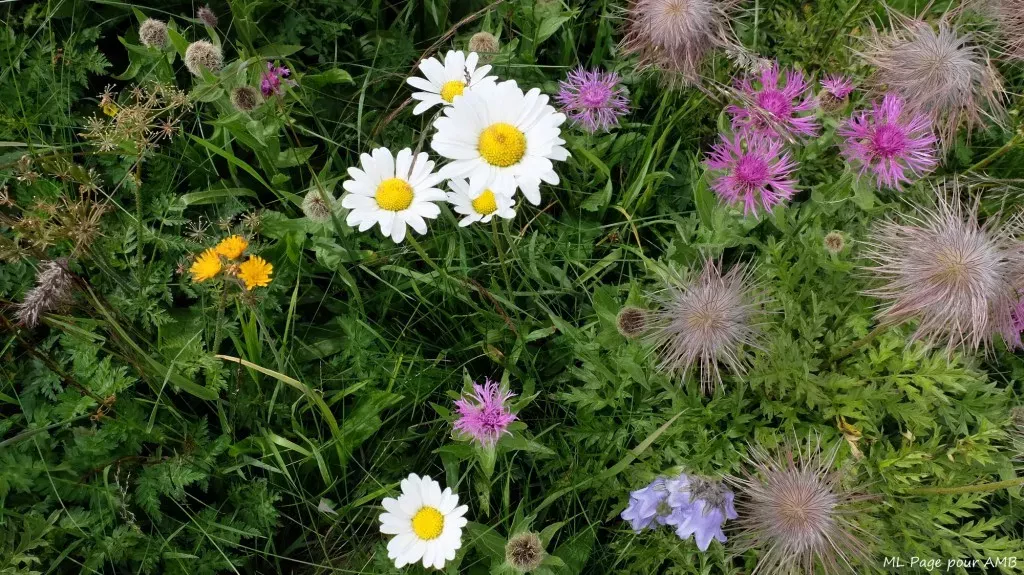 media-libraryhg4r66a2nhfk0iMREvo