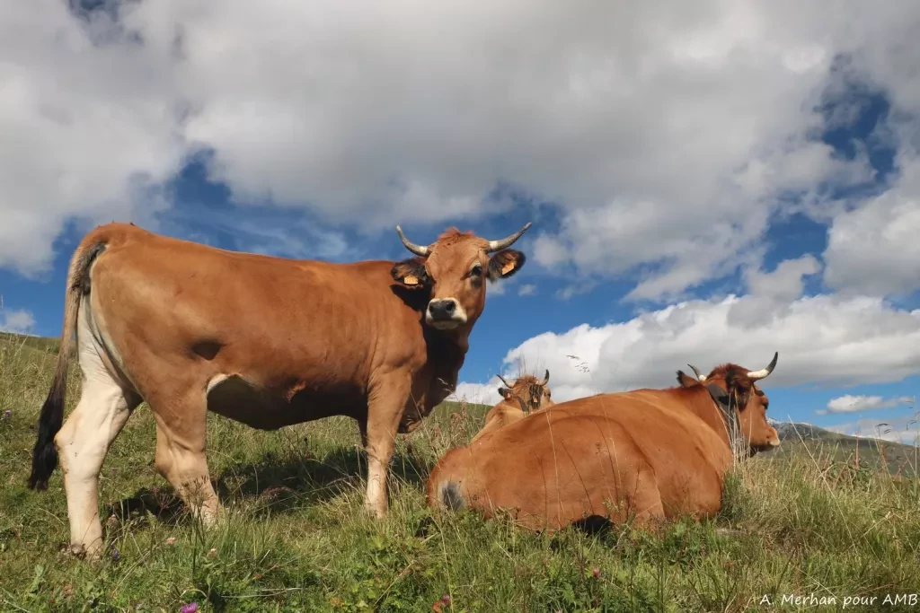 media-libraryplee4lnv3qf06nrhnan