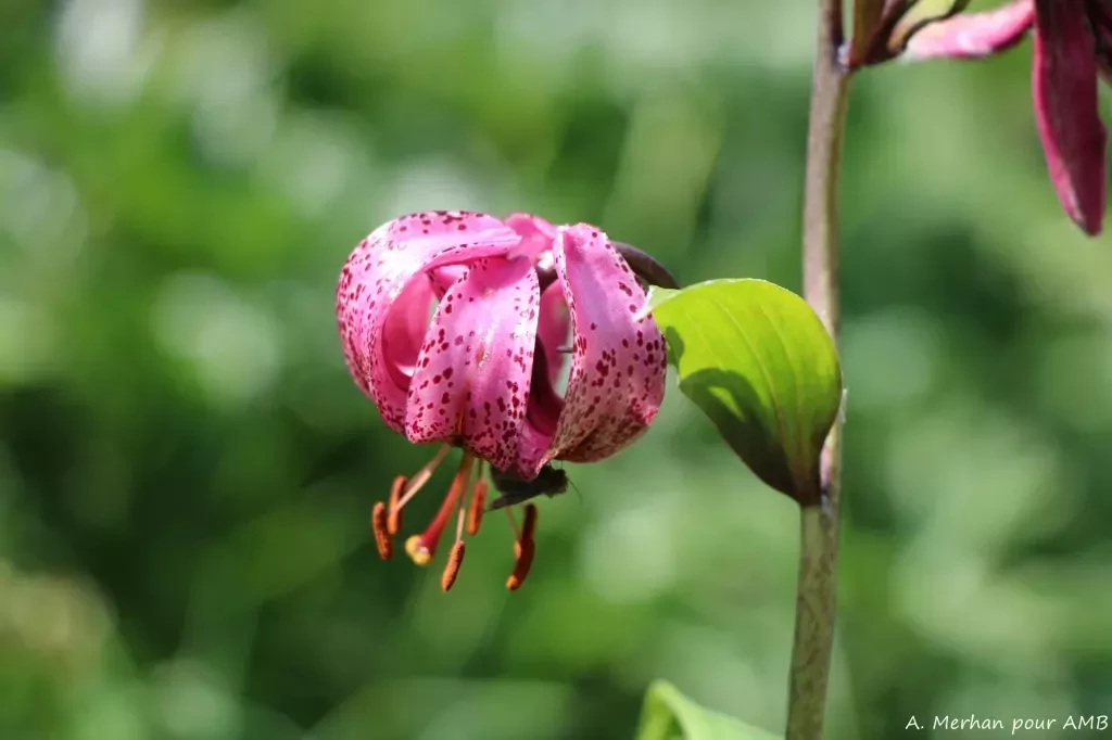 media-libraryn6r6433v8nct0rorEJn