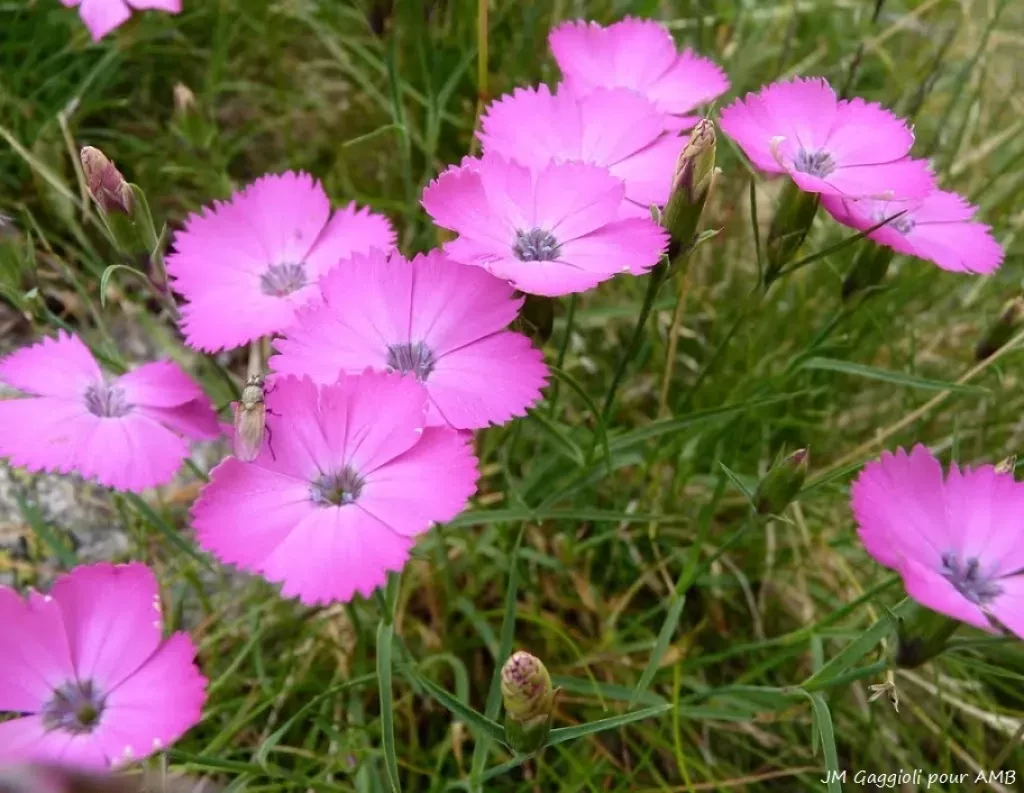 media-libraryf82a0f8lpccfeF4qnbm