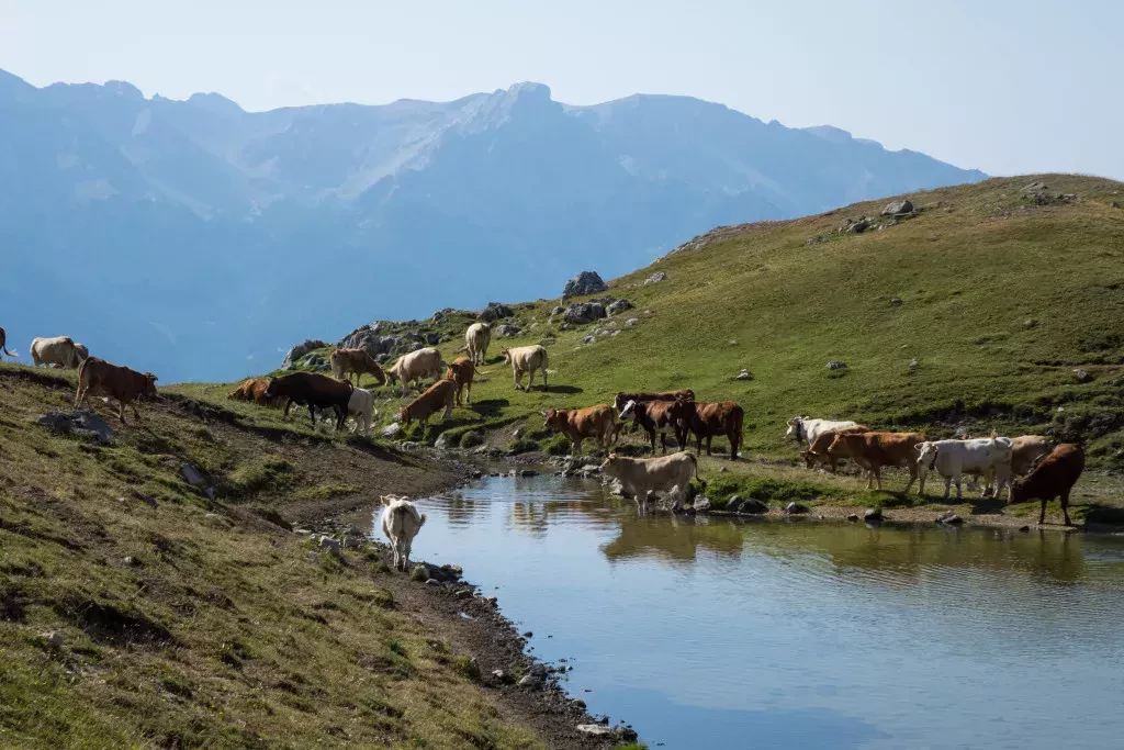 media-libraryr0jfe96supp53rl4ZWA