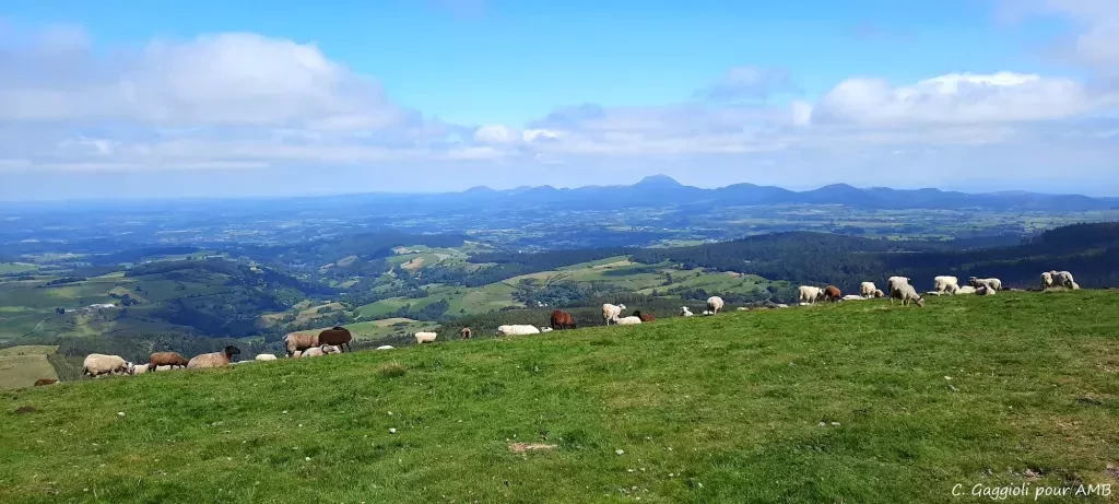 media-libraryqgaugojgvmldf8W0LKB