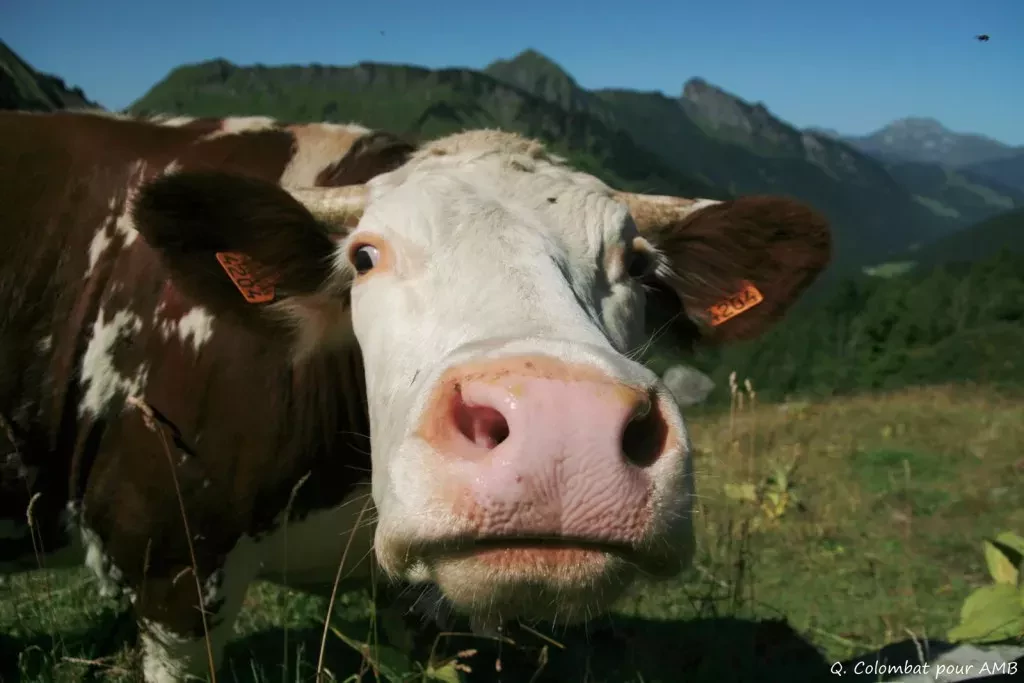 media-libraryhubv9jeemm4vf6kG6Wy