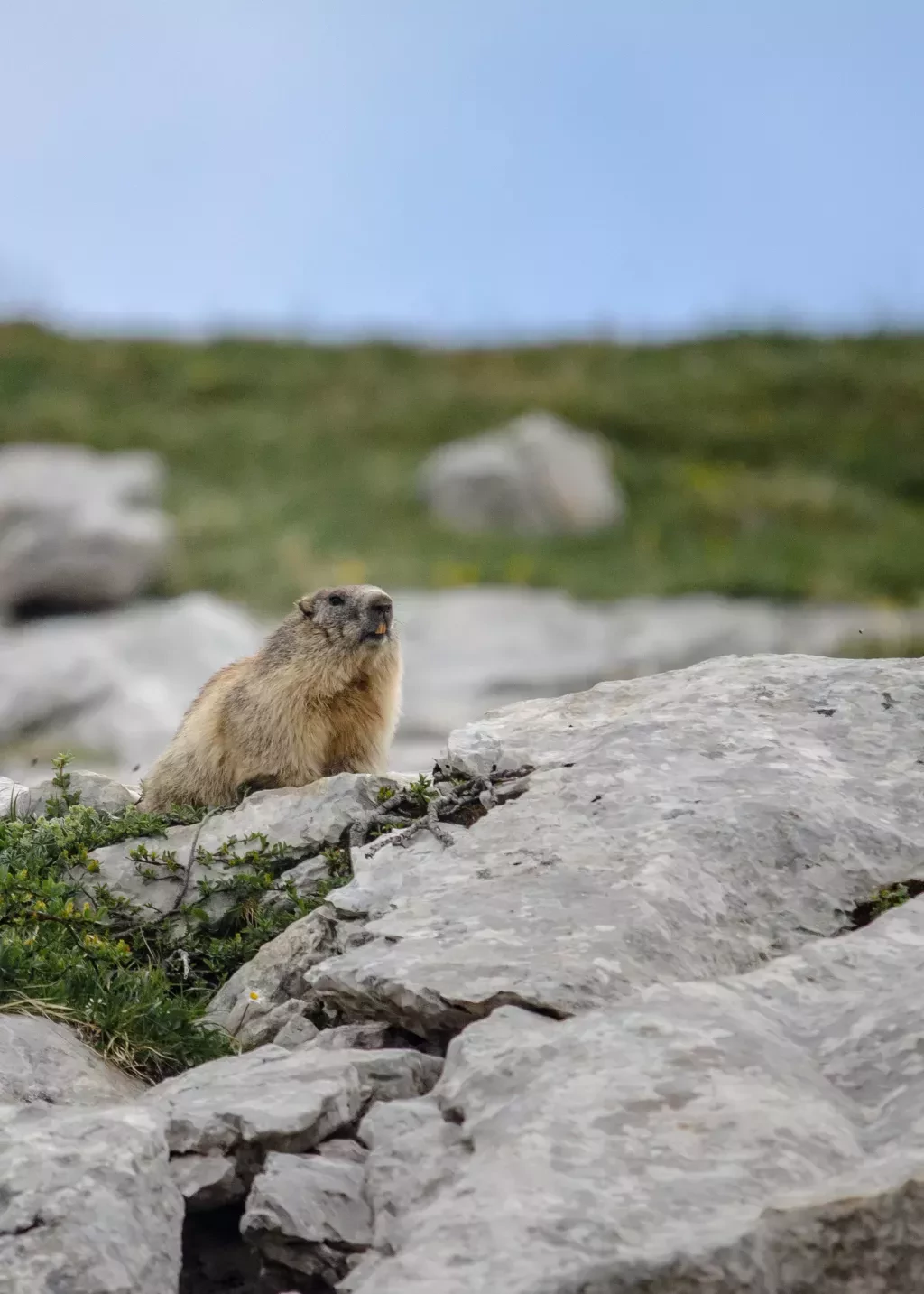 media-library6ljq4h5n68tn2CblKHC