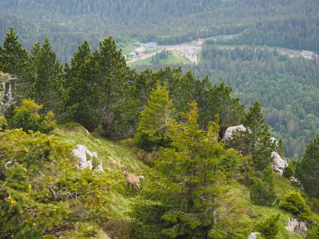 media-librarybkv4eopd75u66vpybhC