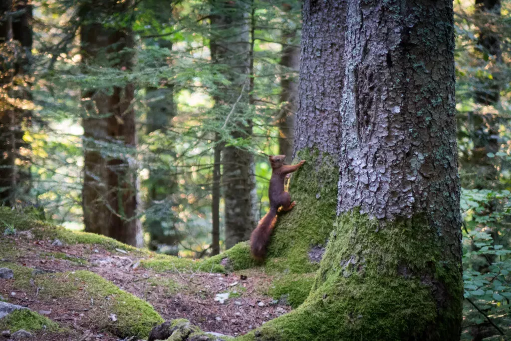 media-library8b9nnr0ocbt63BsHcDC