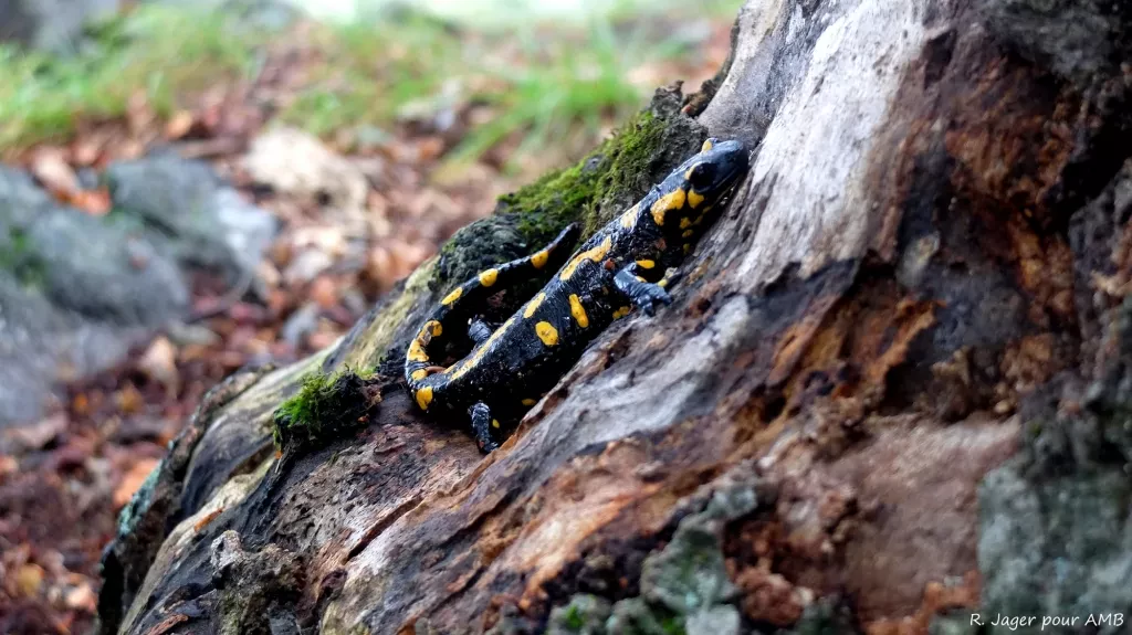 media-librarybo5rpu8adbk2aBfywny