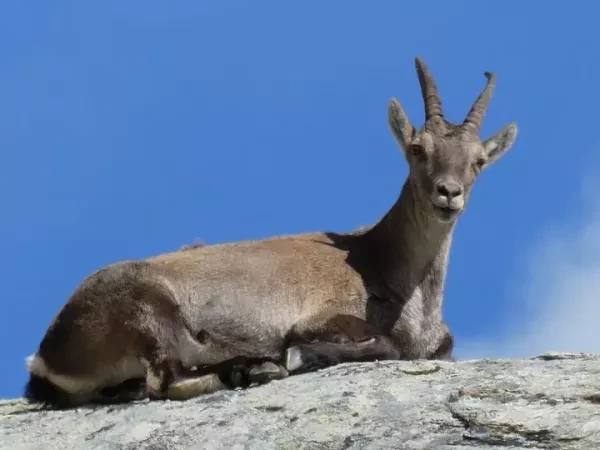 PARC DU MERCANTOUR ET VALLÉE DES MERVEILLES