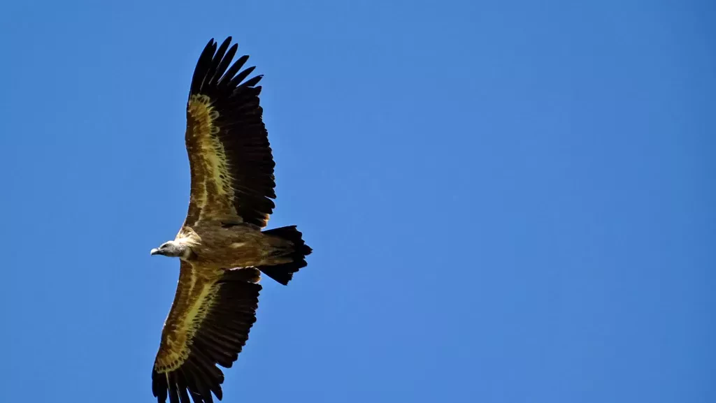 media-librarygpa13gf6tp776ckjh4B