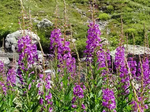 LAKES AND REFUGES OF MERCANTOUR self-guided