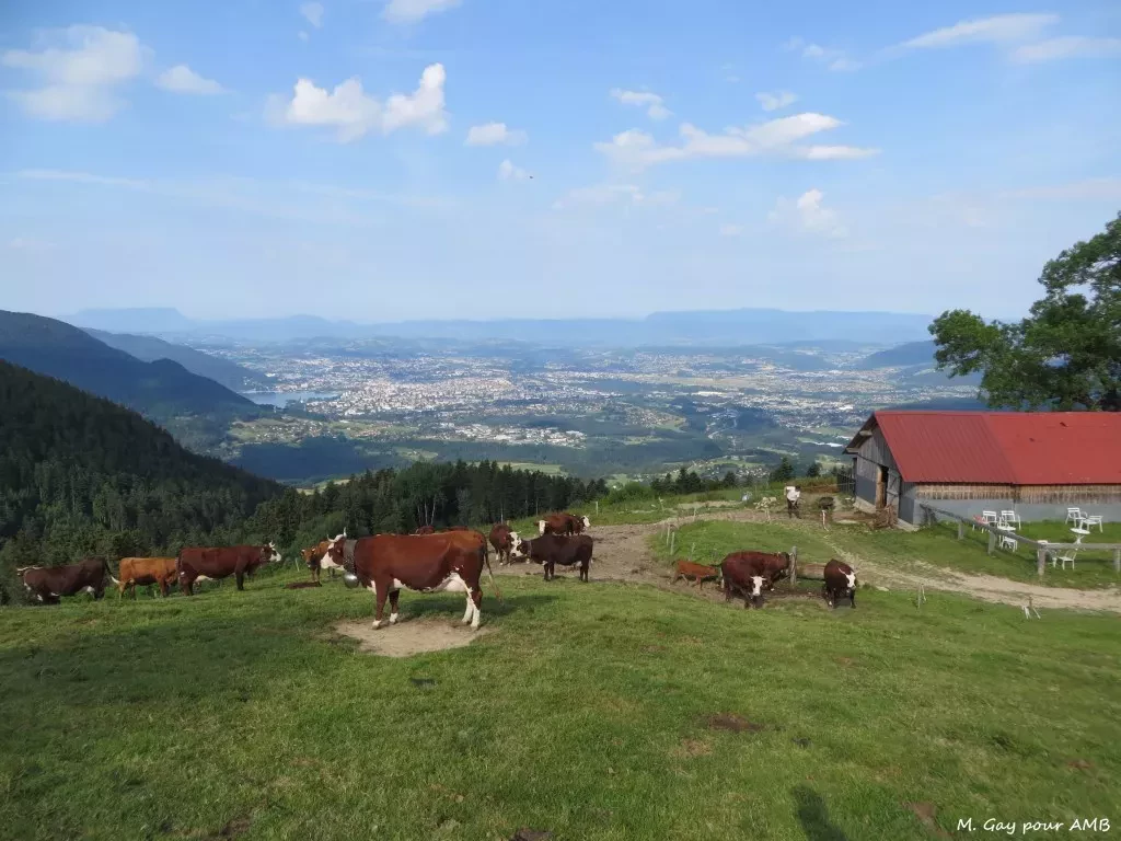 media-libraryqtgquv3ba6l62OK4HVy