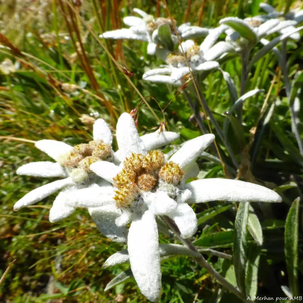 media-libraryl963smvosif9aPBZ3oC