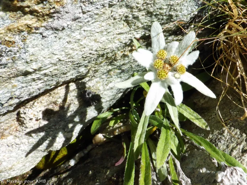 media-libraryq43s790i81143JRoJdz