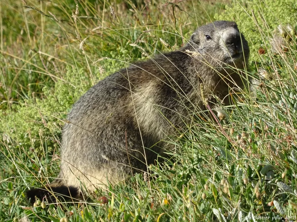 media-library3tukbq5i2oaa497d2wA