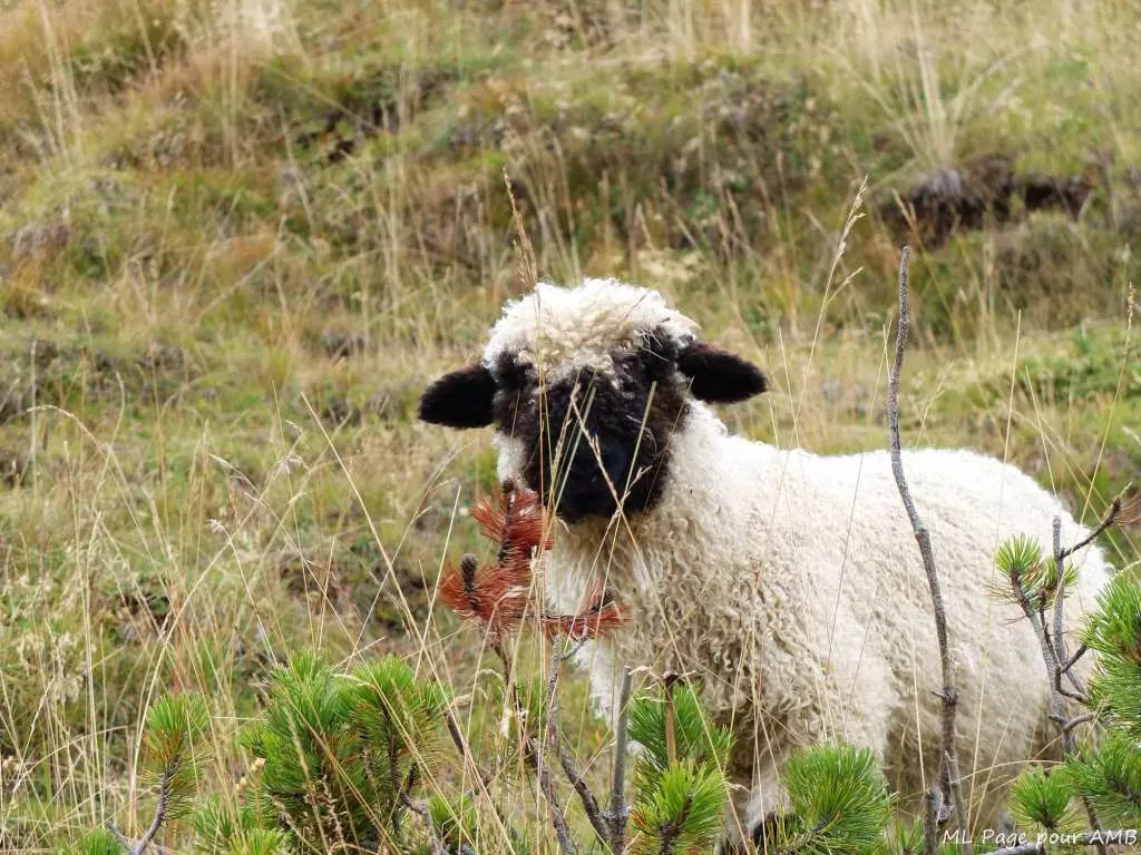 media-library7cgjia8rh5367AAhVbA