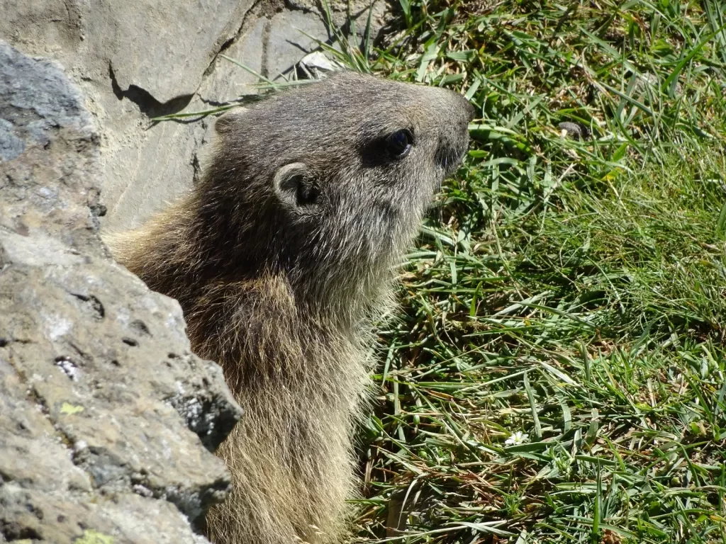 media-librarycgfs9cdlgm7v0ueD93y