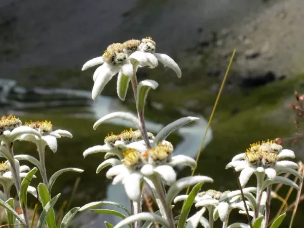 PANORAMA OF ÉCRINS self-guided