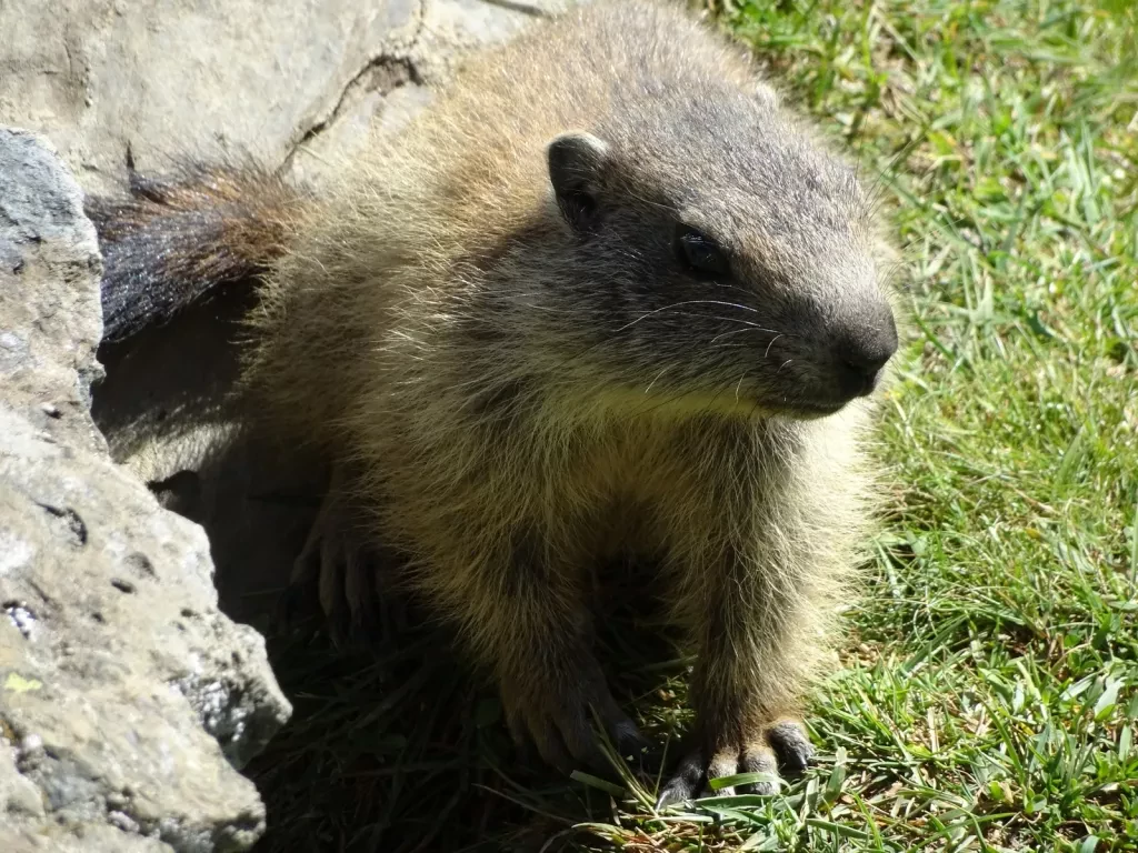 media-libraryqao7miskvtq37pBqhxy