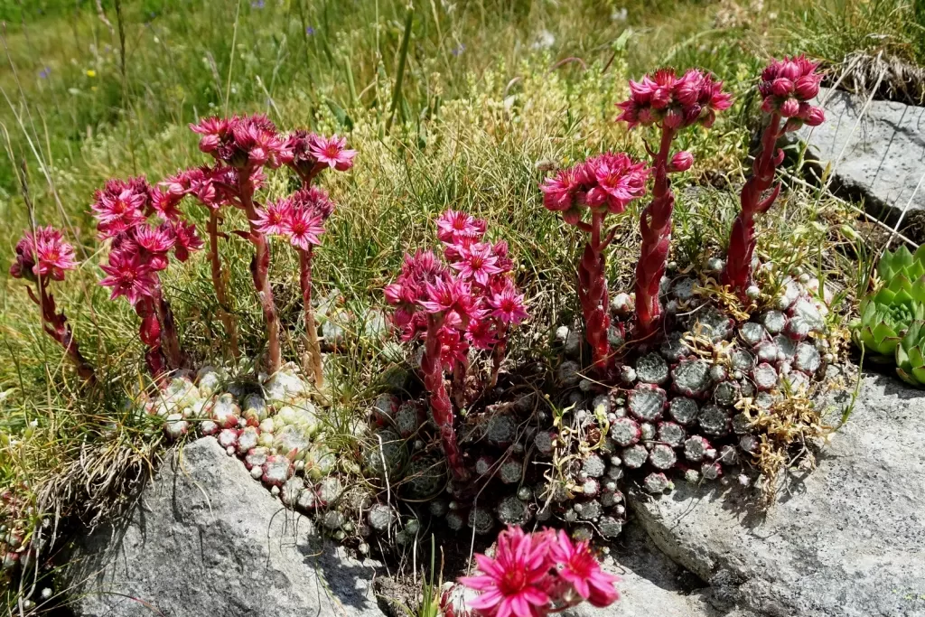 media-librarynbosd53nrv2feRXimCy