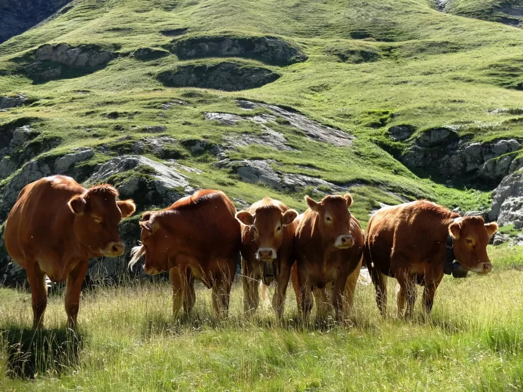 media-libraryuhlj393vuf0o5FK58PA