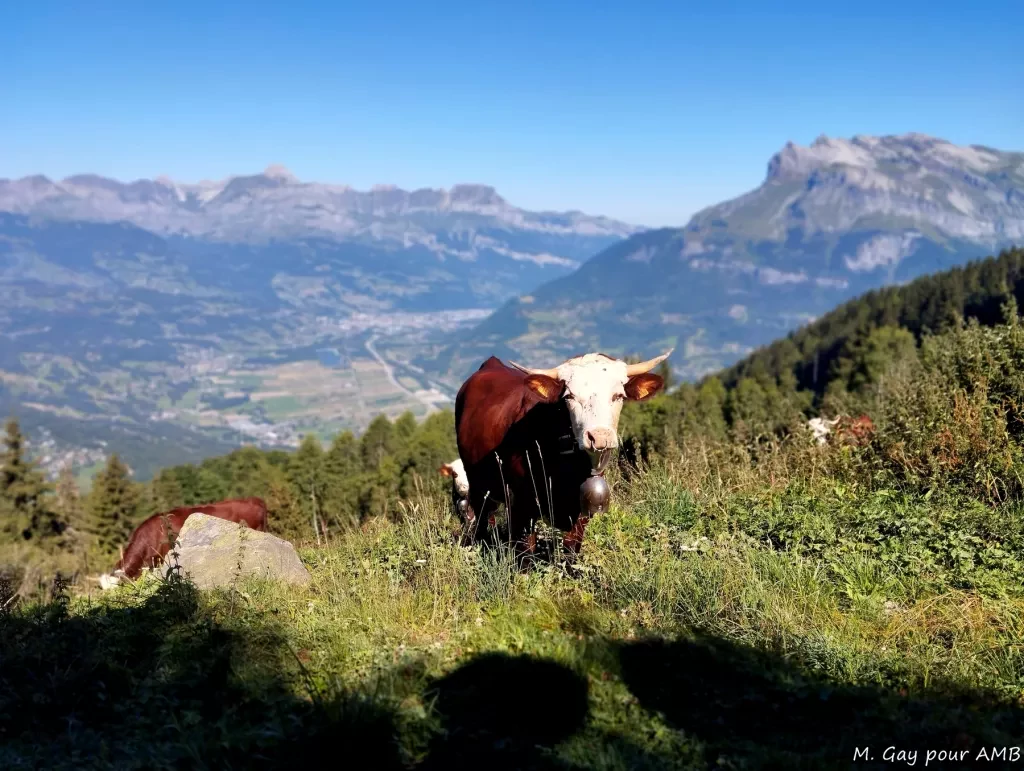 media-libraryl4otoc92vb2ue73xOzA