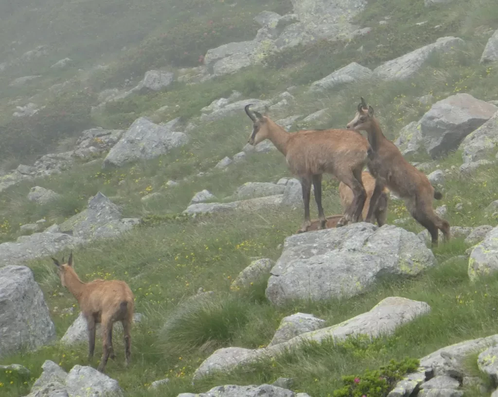 media-librarybisvl3k8fjvlb14FVFC