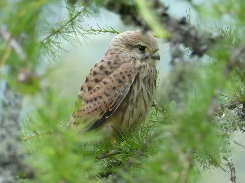 media-libraryc1tqpmcrvueqdExw5Hy