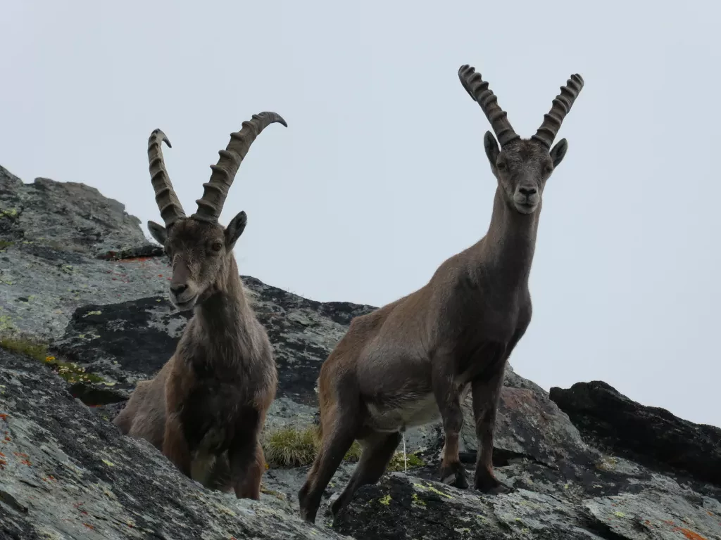 media-librarymeqef1rchakt2Rdc1bB