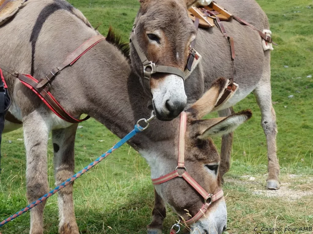 media-library46mefene4b7idSa9hTB