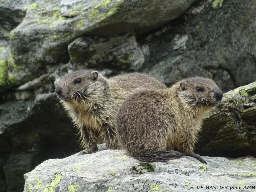 media-libraryhej0ts5v2pkjbwbJHuV