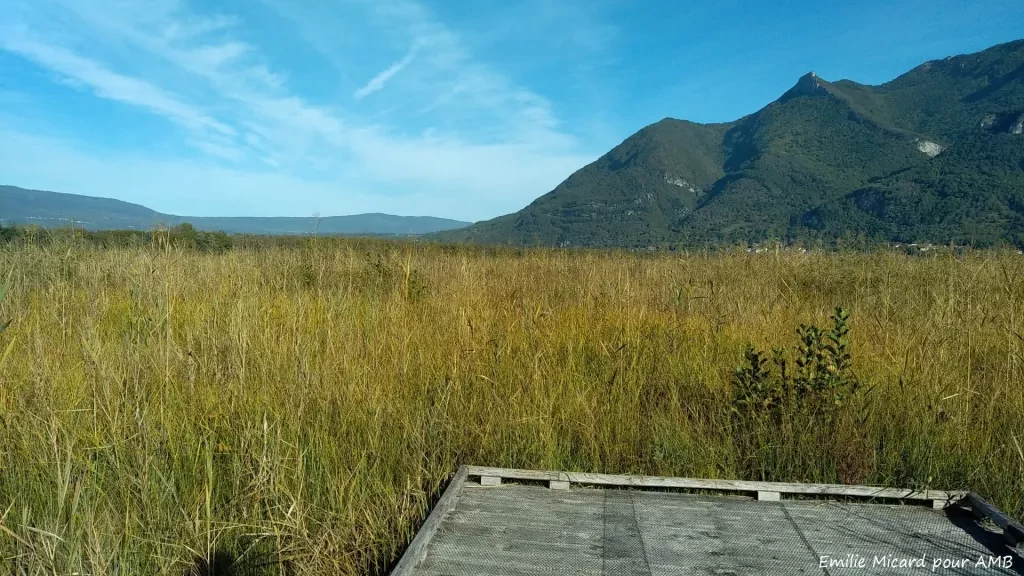 media-libraryr0icr0dcu6bt3HXMCgy